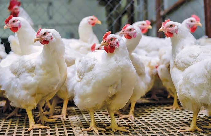 Agrinema Farm sustainable agriculture practices in Limpopo