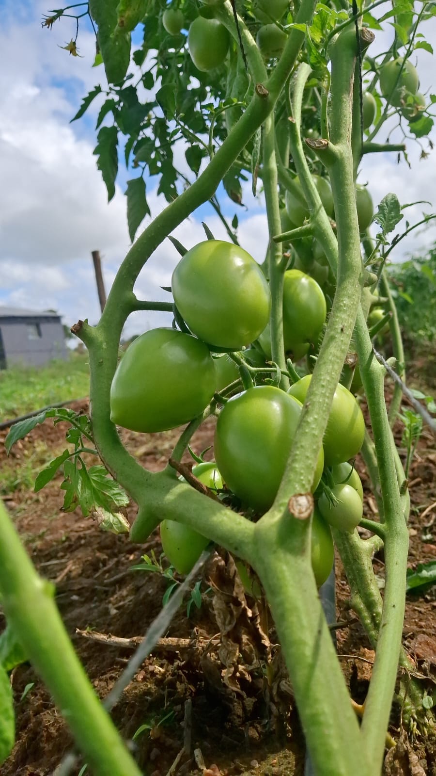 Agrinema Farm - Fresh vegetables and sustainable farming in Limpopo, South Africa